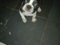 Fransız bulldog yavrular