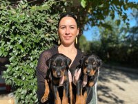 Doberman kızıl ve siyah yavrularım