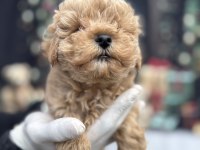 Mini Boy Maltipoo Sahibini Bekliyor