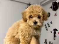 Ailemizde Büyüyen Maltipoo Bebeklerim