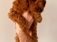 Dişi poodle yavrumuz