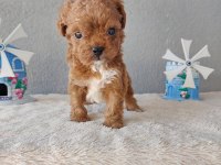 Kore Toy Poodle