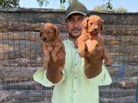 Toy poodle yavrularımız bir birinden güzel