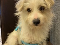 2 yaşında dişi kızımız maltese terrier