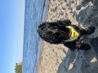 Köpeğimiz Ömürlük Aile Arıyor