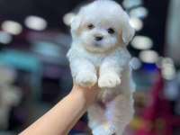 Pomeranian boo teacup