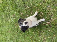 Eğitimli Yavru Border Collie