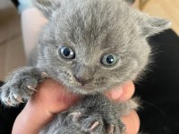 Scottish fold ve straight