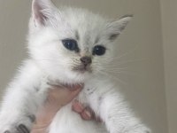 Dişi british shorthair yavru kedim