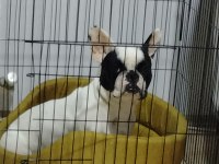 French Bulldog 1.5 Yaşında