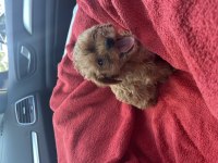 50 günlük erkek teacup maltipoo