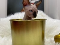 sphynx sfenks tüysüz dişi erkek yavru