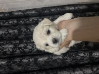 Maltese terrier 1 aylık
