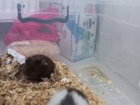 İstanbul içi hamster sahiplendirme