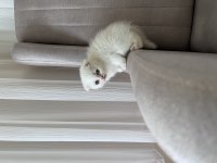 Birbirinden güzel British Shorthair yavrular
