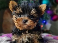 Şecereli Teacup Yorkshire Terrier Yavrular