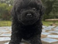 Solid black maltipoo yavrular