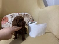 Toy Poodle Ev Ortamından