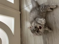 1.5 AYLIK ÇOK HİPERAKTİF TAKLACI KEDİMİZ