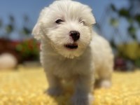 Harika Güzellikte Maltese Terrier Yavrular