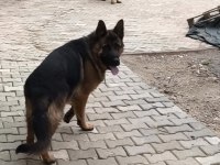 15 aylık şecereli erkek muhteşem anatomi alman kurdu