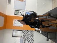 Sağlam Kan 3 Aylık Kulak Kuyruk Bitti Saf Doberman
