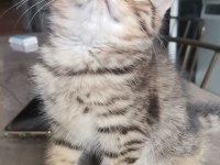Black golden tabby yavrular british shorthair