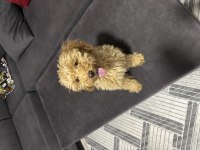 Yavru toy poodle