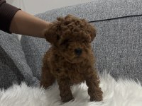 Orginal Kore poodle