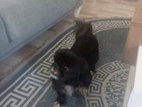 Sahiplendirme köpeğimize iyi bir yuva arıyoruz