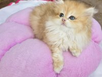 British Longhair golden kızlar