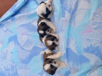 Shih tzu 3 erkek 1 dişi bebekler