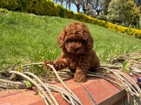 Orjinal Toy Poodle Yavrularımız