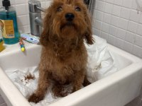 2 yaş dişi toy poodle