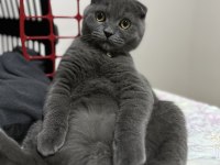 Scottish fold kedim