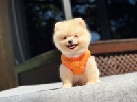 Sağlık Ve Irk Garantili Pomeranian