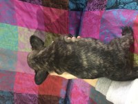 Orjinal a kalite french bulldog