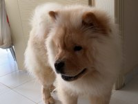 Chow Chow (Çin Aslanı)