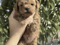Toy Poodle Köpekler