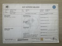 KIF SCR DOBERMAN YAVRULARI