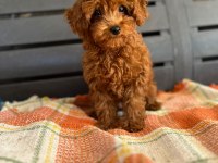 Toy poodle dişi