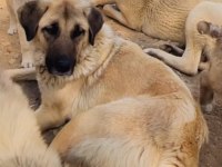 Köpeğimiz fazlalıktan dolayı