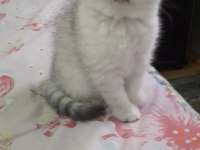 British longhair kedimiz için detay görüşülür