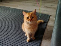 Ücretsiz Acil Sahiplendirme Kedimiz