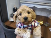 3 aylık erkek maltipoo