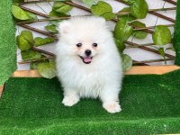 Pomeranian Boo Bebekleri