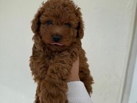 Toy Poodle Yavrularımız Ömürlük Aileleri Bekliyor