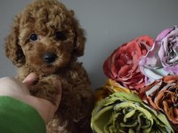 Red Brown ve Apricot toy poodle yavrularımız