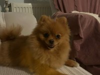 Pomeranian dişi orange renk