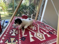 Jack russell köpeğimiz